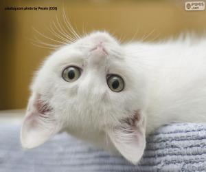 yapboz Beyaz kedi yüzü